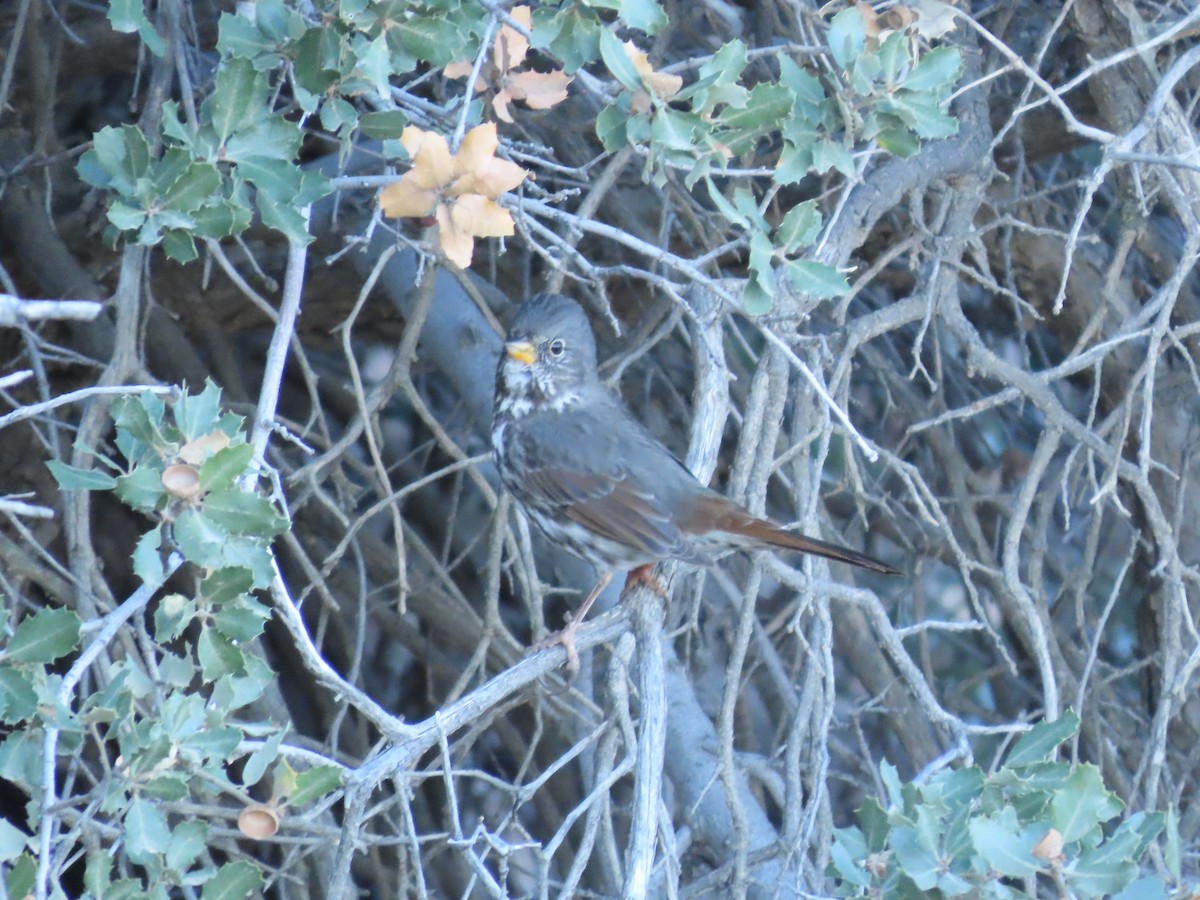 Fox Sparrow - ML614236267