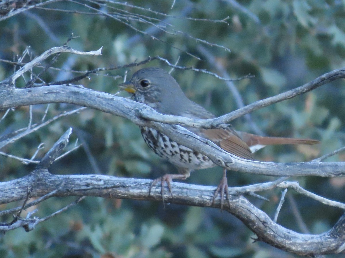 Fox Sparrow - ML614236272