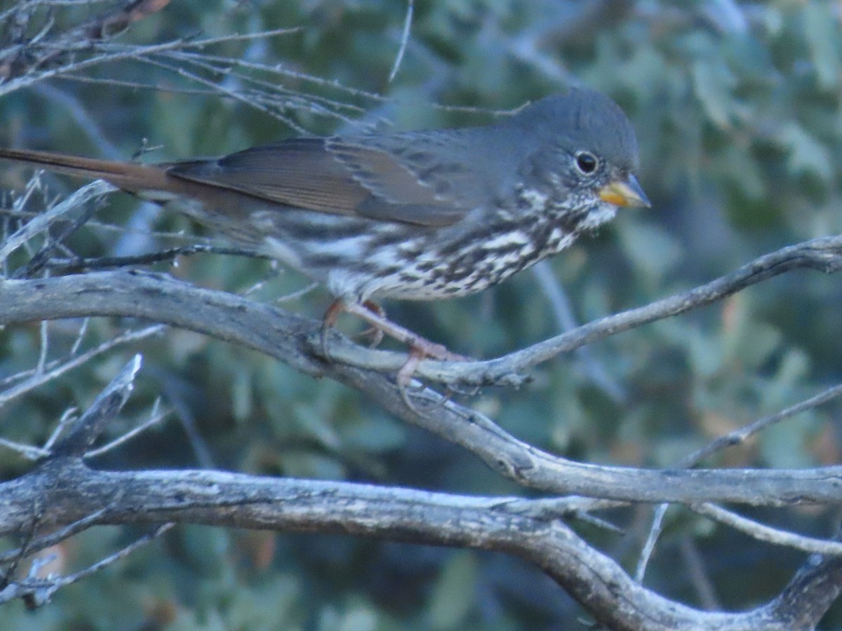 Fox Sparrow - ML614236276