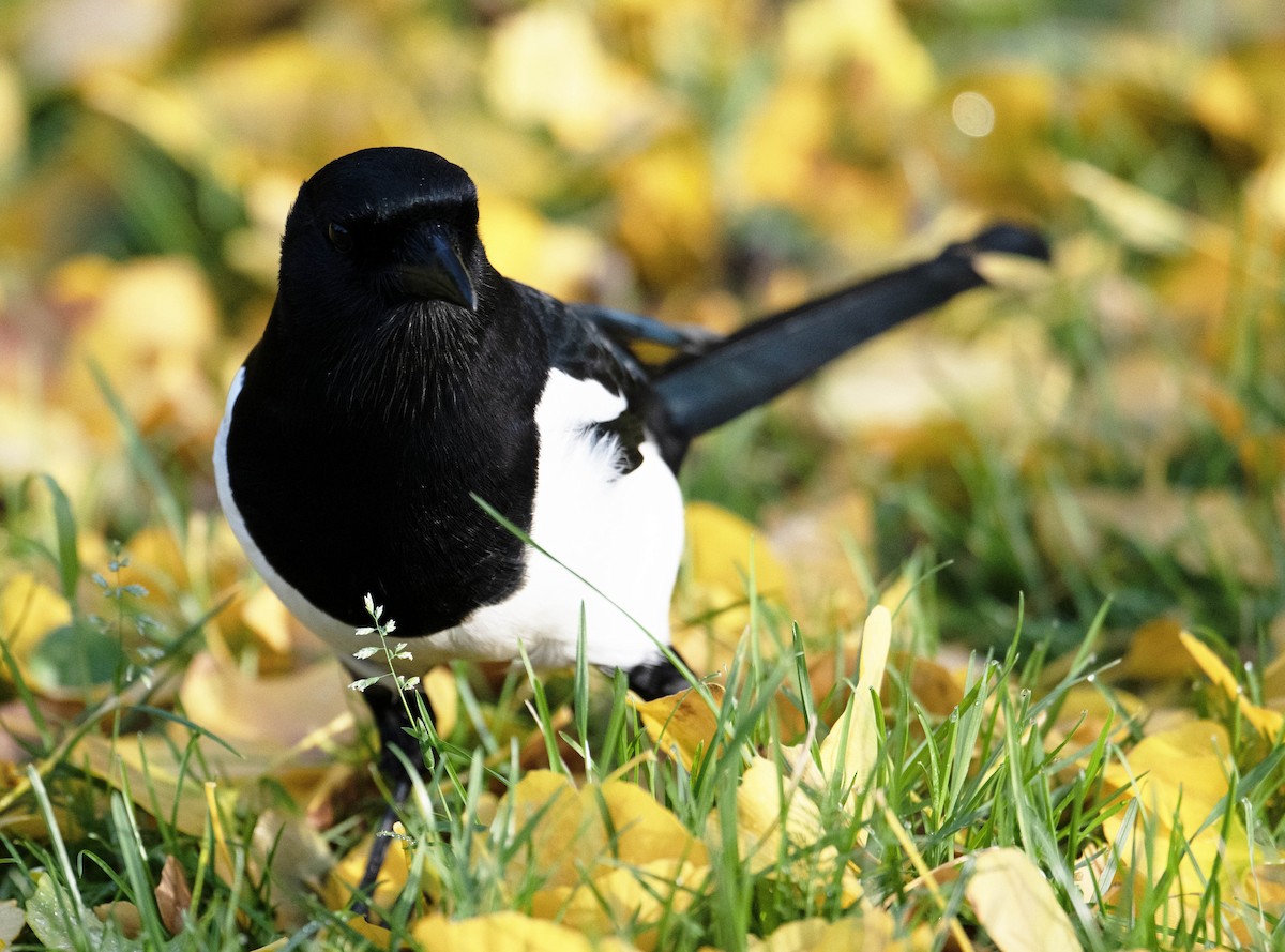 Eurasian Magpie (Eurasian) - David Darrell-Lambert