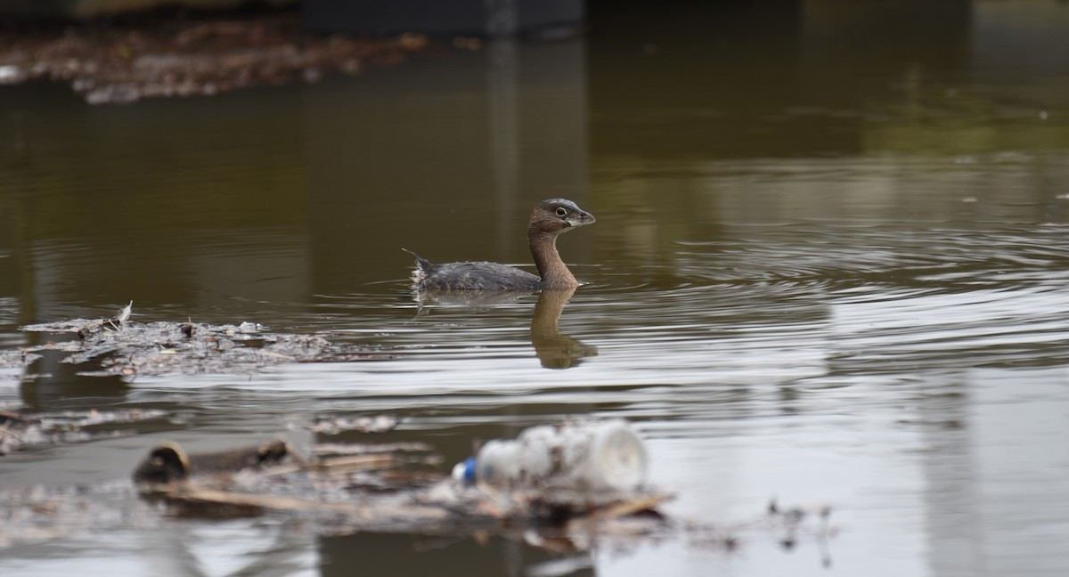 Pied-billed Grebe - Dan Rauch