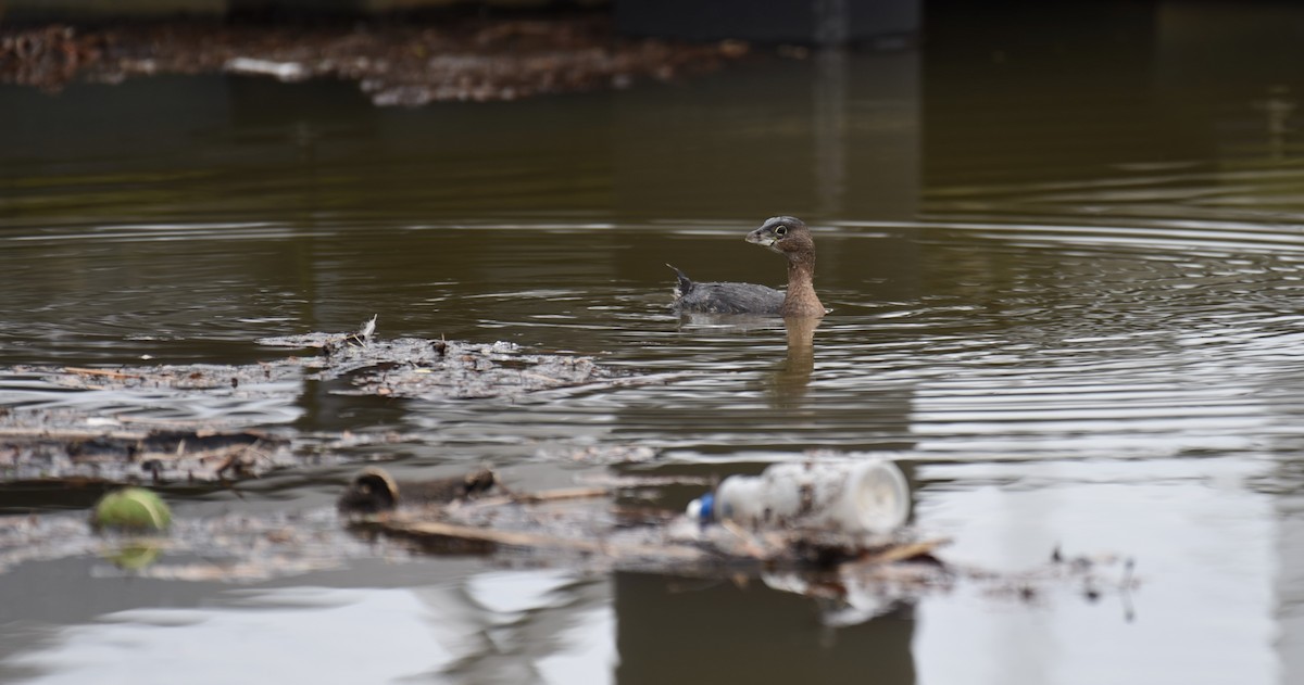 Pied-billed Grebe - Dan Rauch