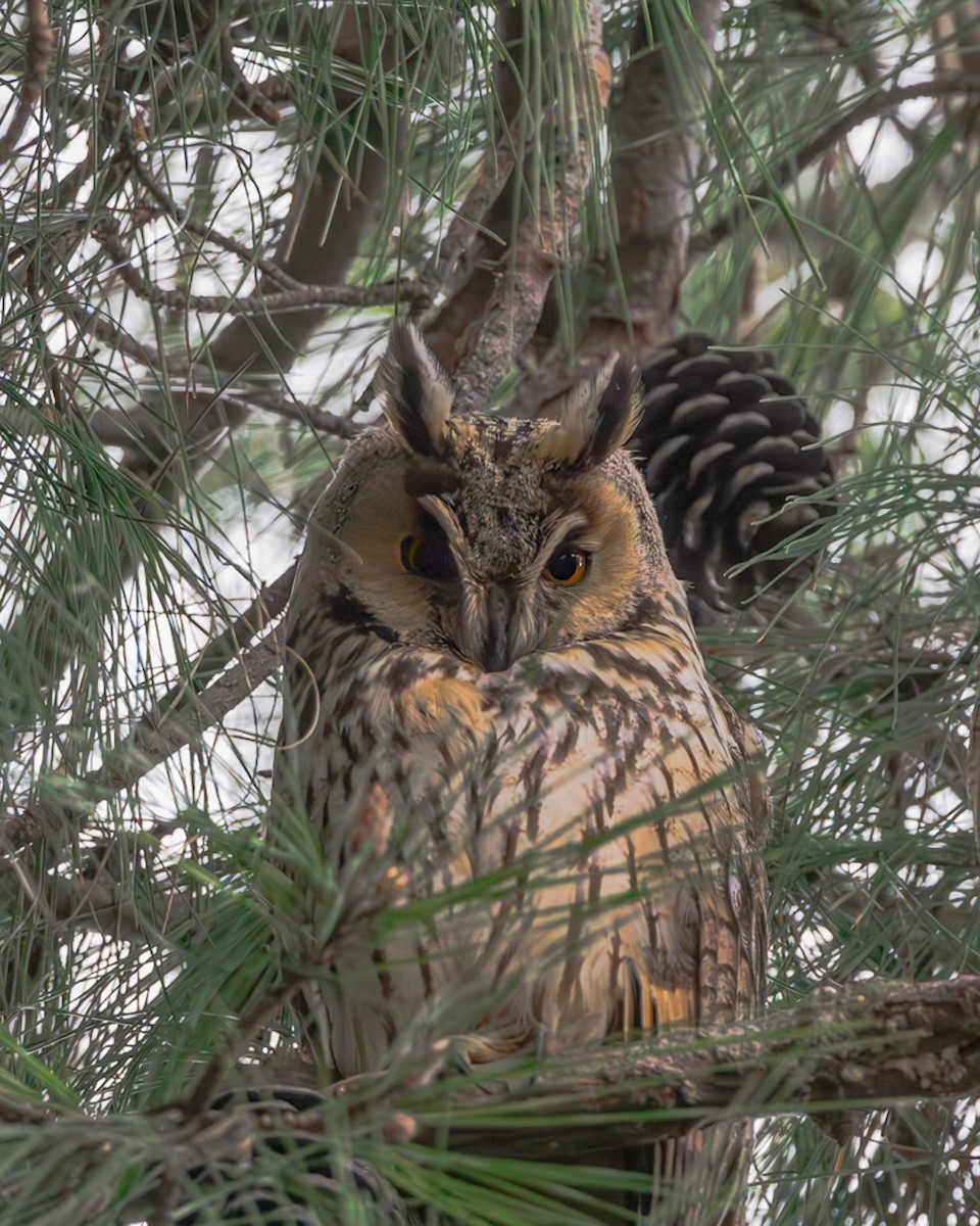 Long-eared Owl - ML614236339