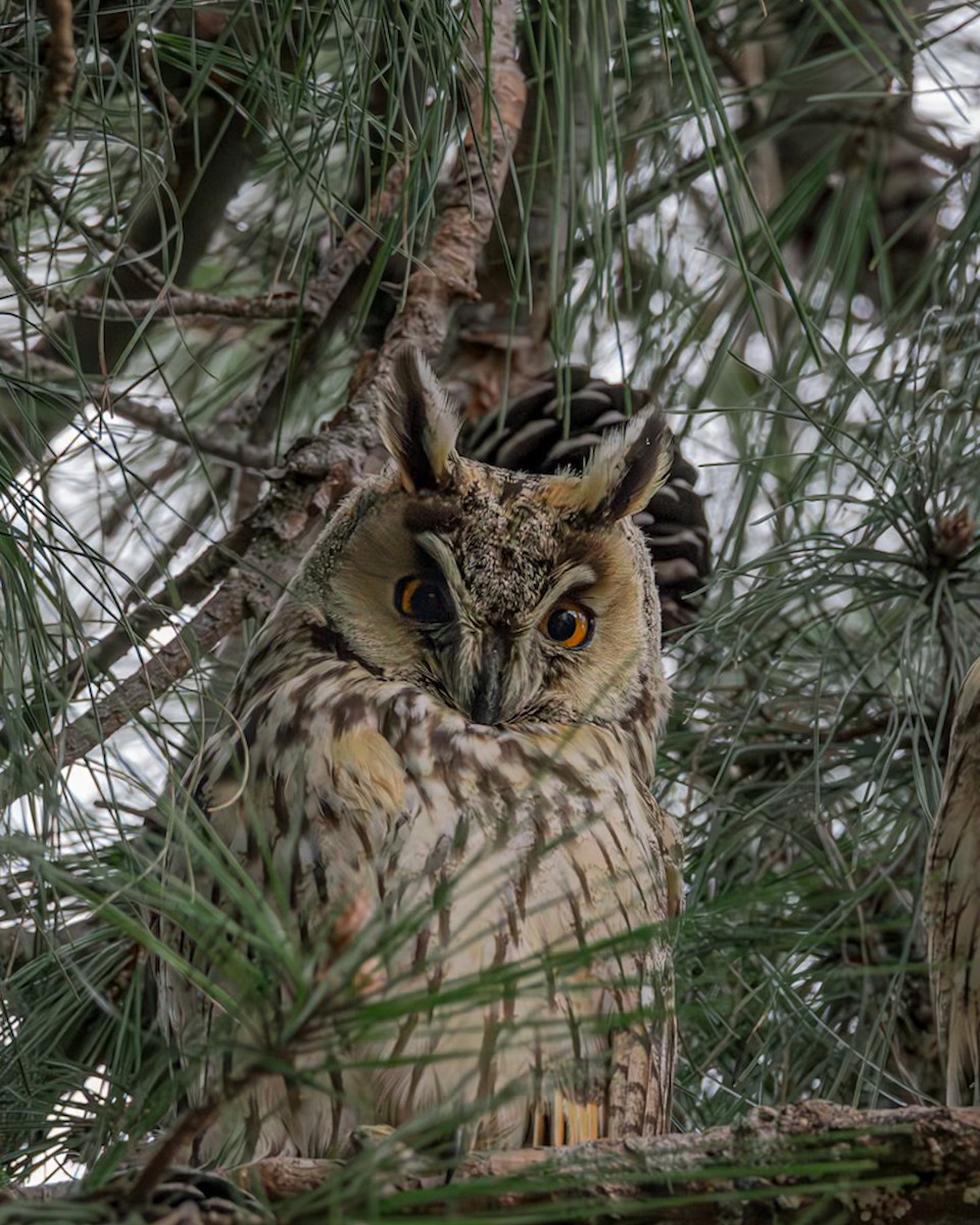 Long-eared Owl - ML614236340