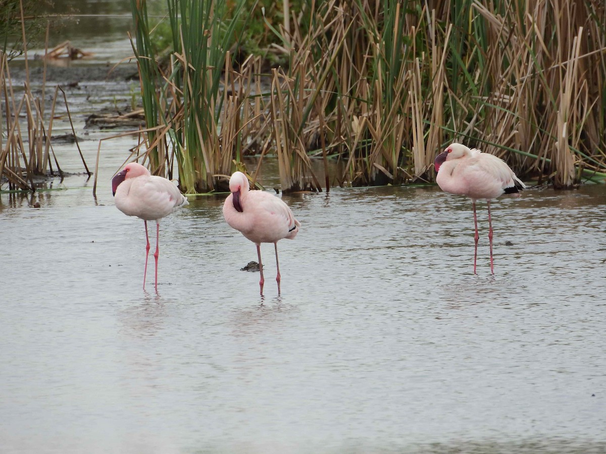 Lesser Flamingo - ML614236357