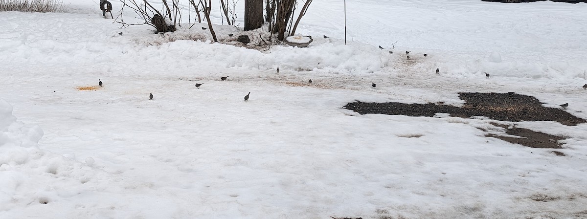 Dark-eyed Junco - ML614236371