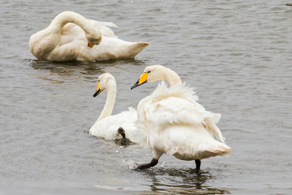 Whooper Swan - ML614236434