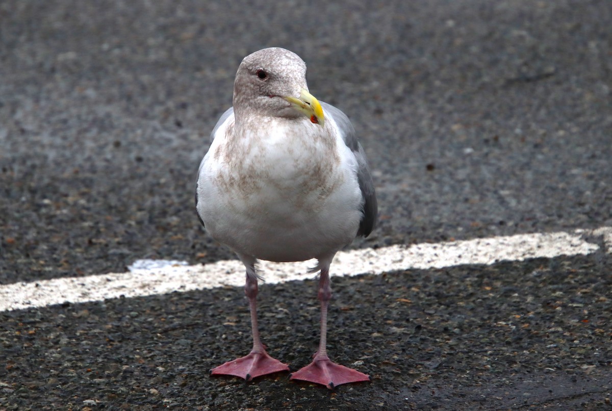 Western/Glaucous-winged Gull - ML614236438