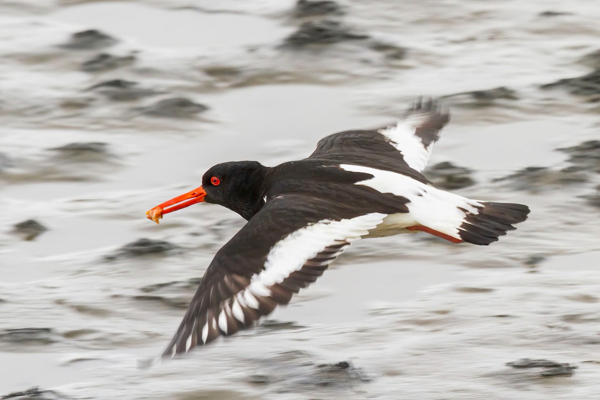 Eurasian Oystercatcher - ML614236446