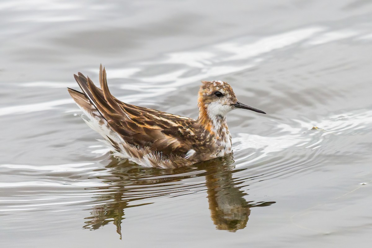 Red-necked Phalarope - ML614236452