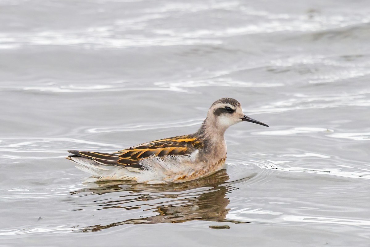 Red-necked Phalarope - ML614236453