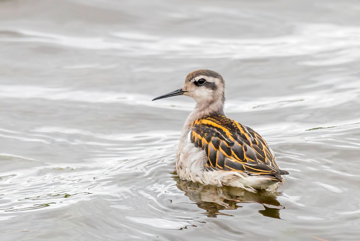 Red-necked Phalarope - ML614236454