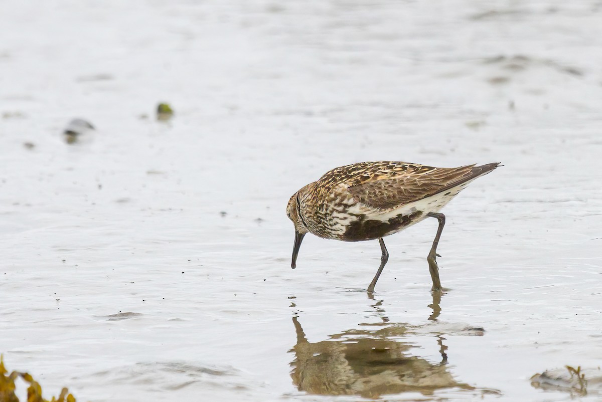 Dunlin - ML614236464