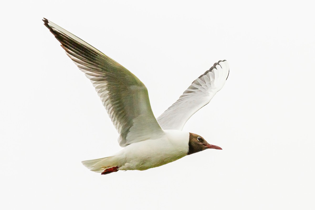 Black-headed Gull - ML614236465