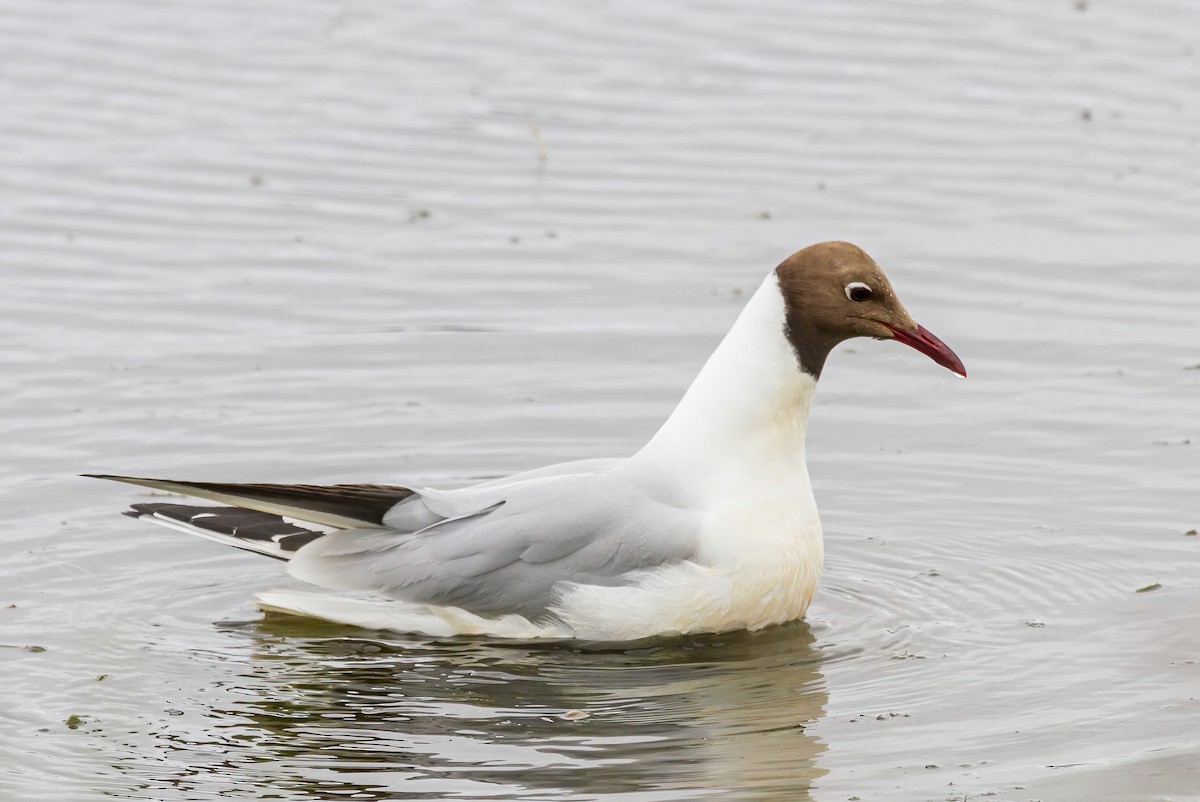 Black-headed Gull - ML614236466