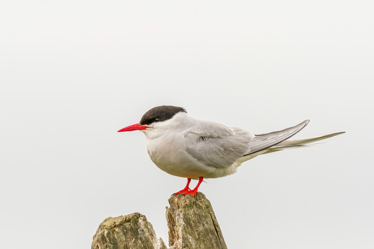 Arctic Tern - ML614236470