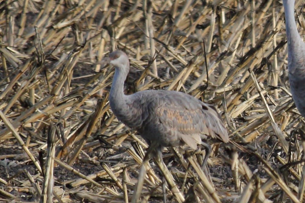 Sandhill Crane - ML614236514