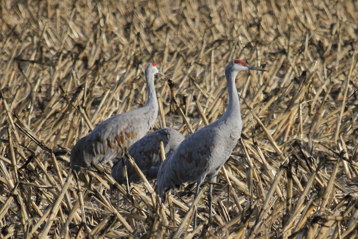 Sandhill Crane - ML614236516