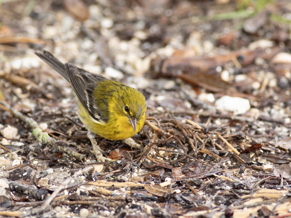 Pine Warbler - Zsombor Károlyi