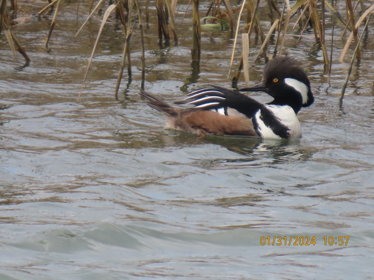 Hooded Merganser - ML614236570