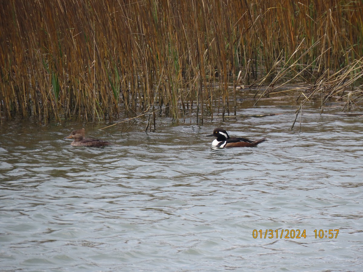 Hooded Merganser - ML614236593