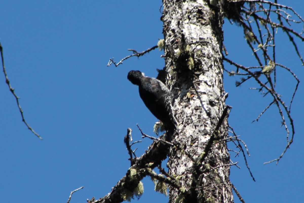 Black-backed Woodpecker - ML614236641
