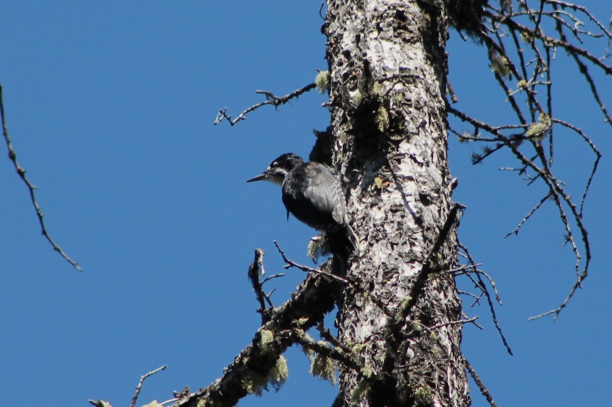 Black-backed Woodpecker - ML614236644