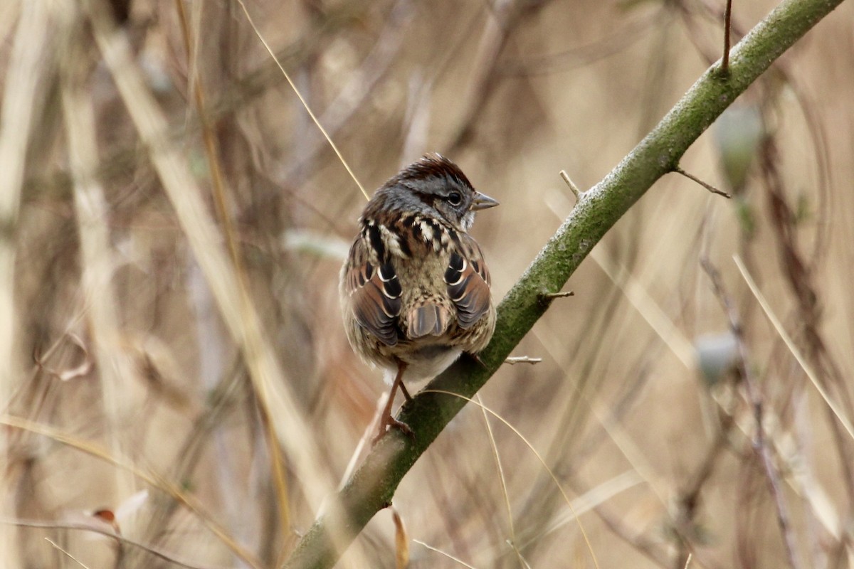 Swamp Sparrow - ML614236656