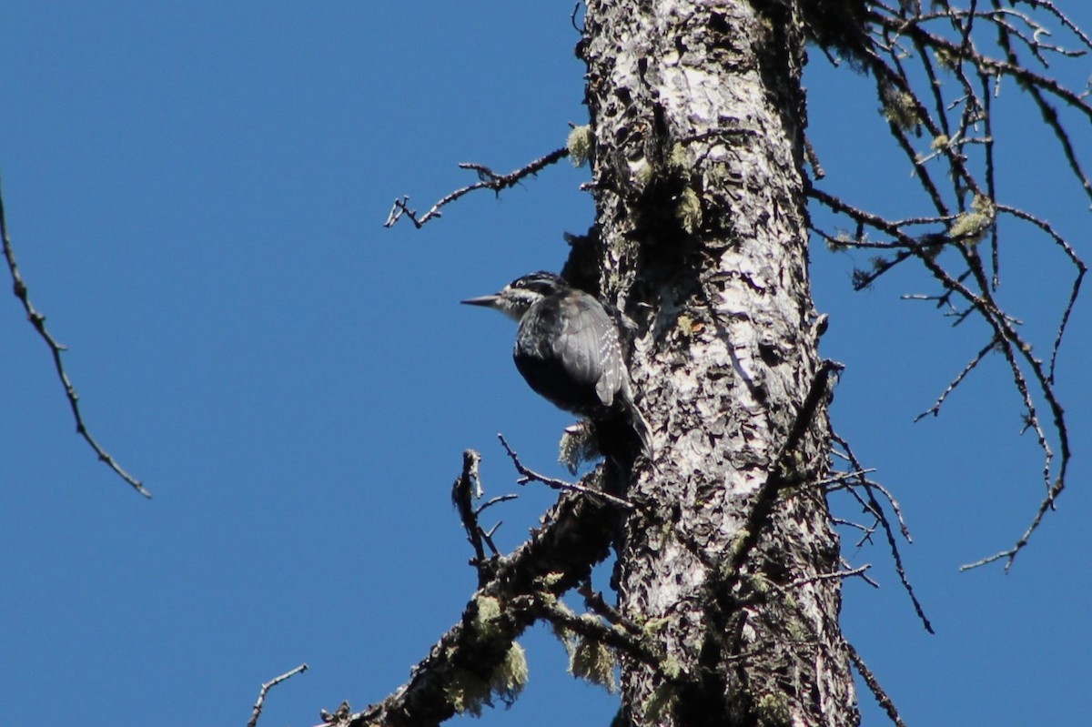 Black-backed Woodpecker - ML614236659
