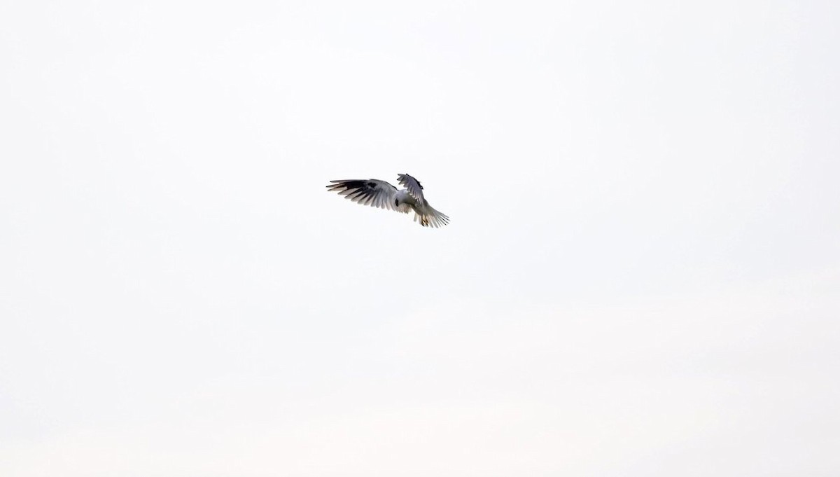 White-tailed Kite - Connor Fox
