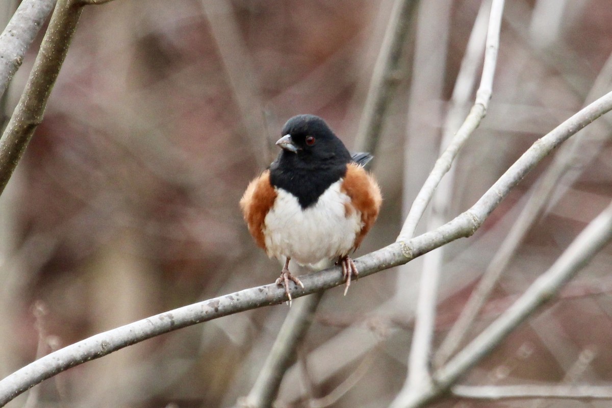 Eastern Towhee - ML614236667