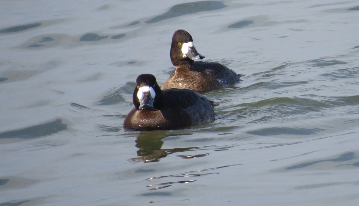 Greater Scaup - ML614236674