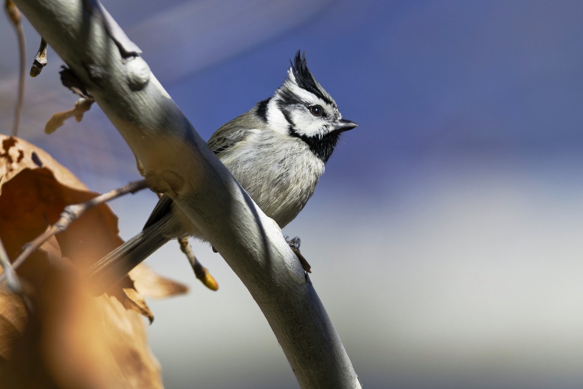 Bridled Titmouse - ML614236697