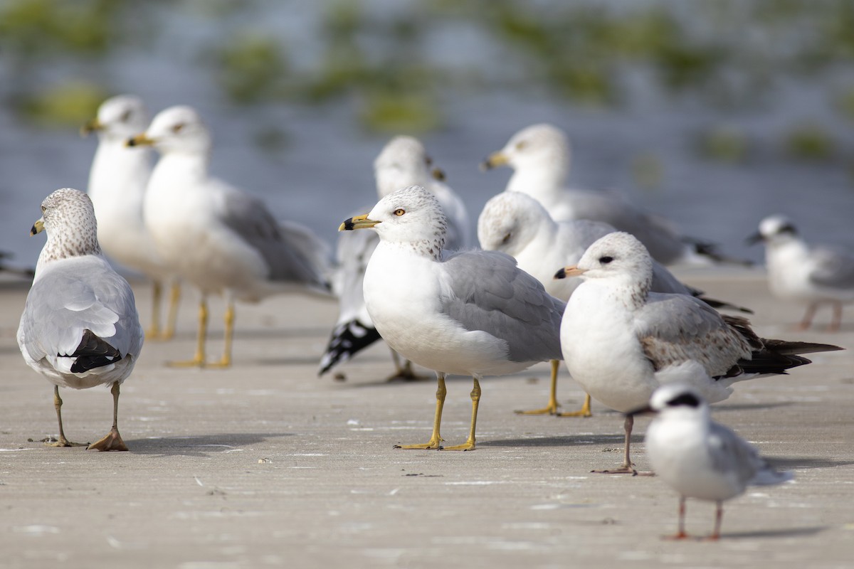 Ring-billed Gull - ML614236727