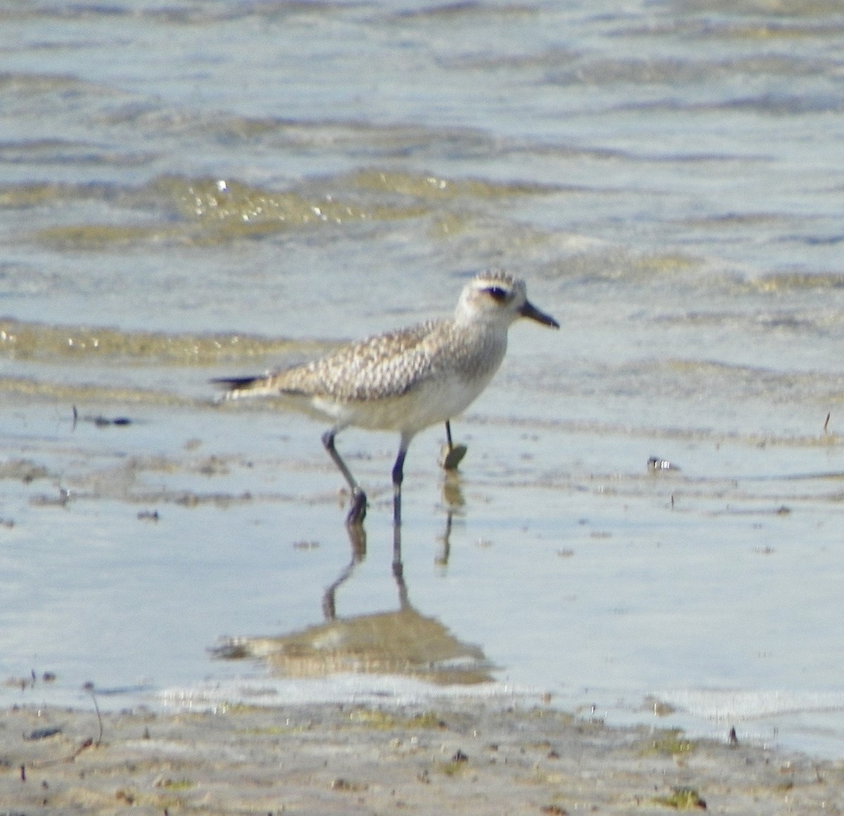 Black-bellied Plover - Sharon Masturzo