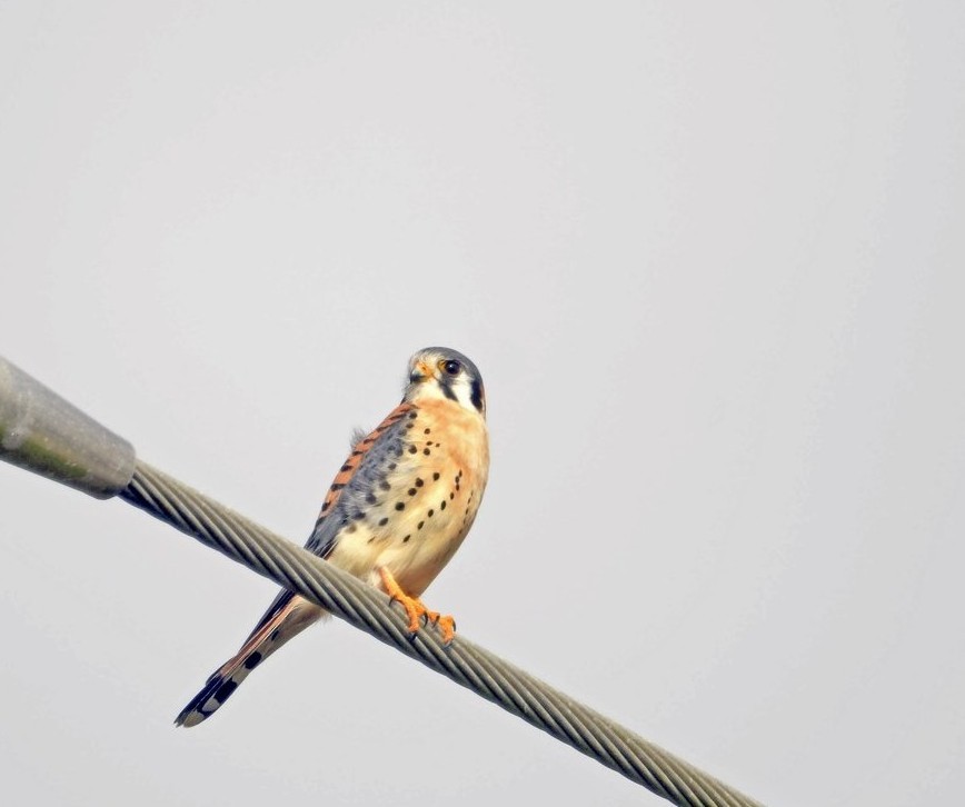 American Kestrel - ML614236832