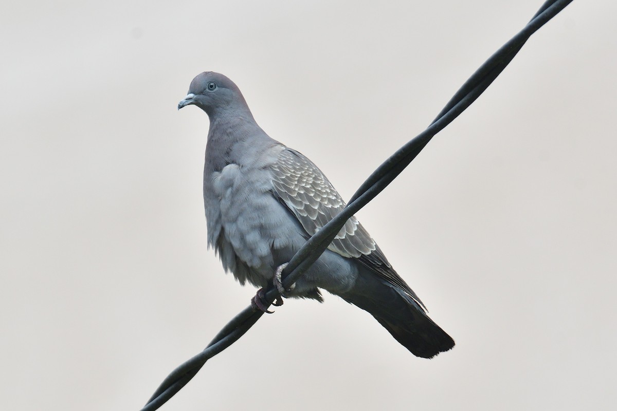 Spot-winged Pigeon - ML614236907