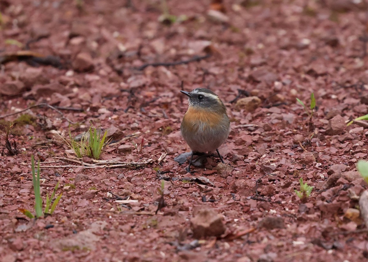 Rufous-breasted Chat-Tyrant - ML614236963