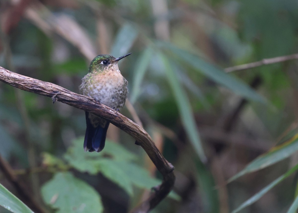 kolibřík dřišťálový - ML614236973