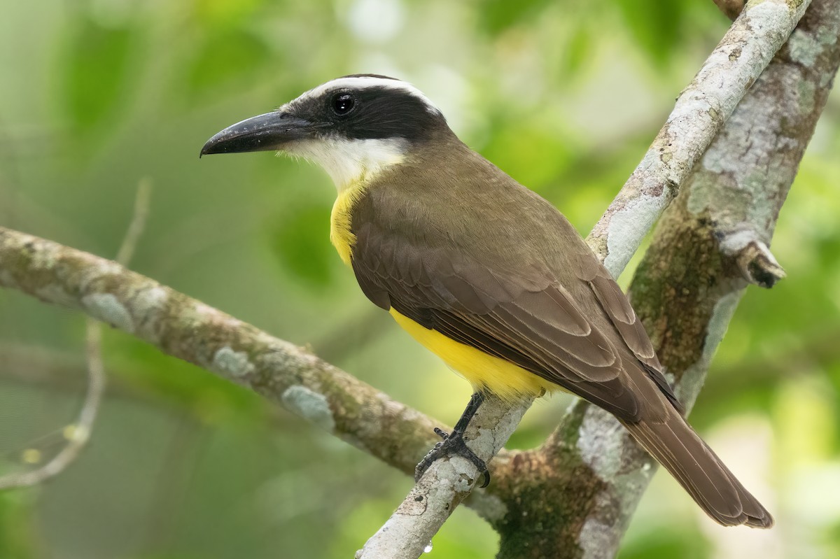 Boat-billed Flycatcher - ML614237159