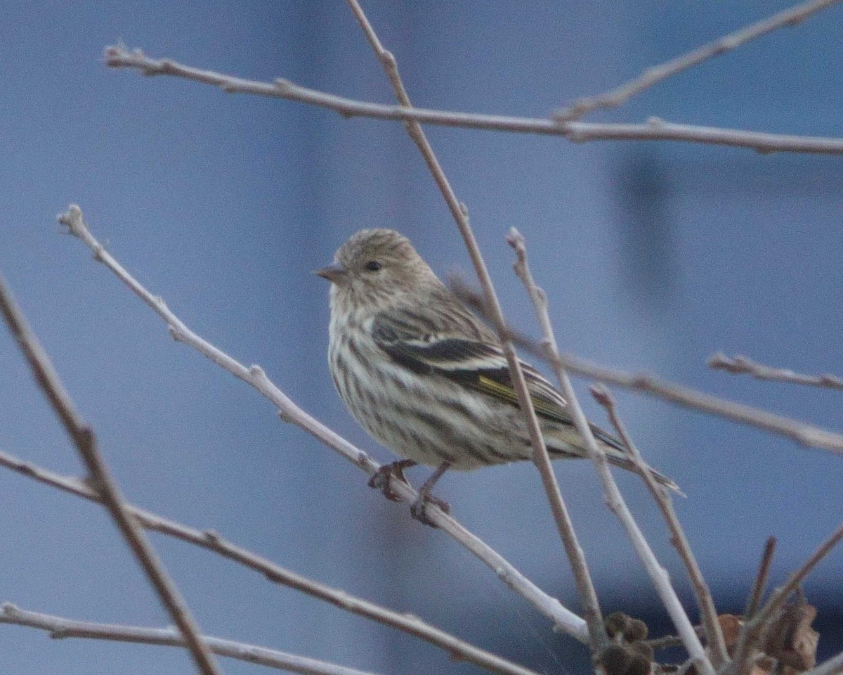 Pine Siskin - ML614237167