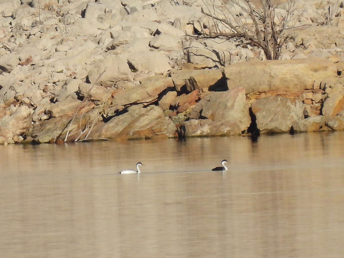 Western Grebe - ML614237208