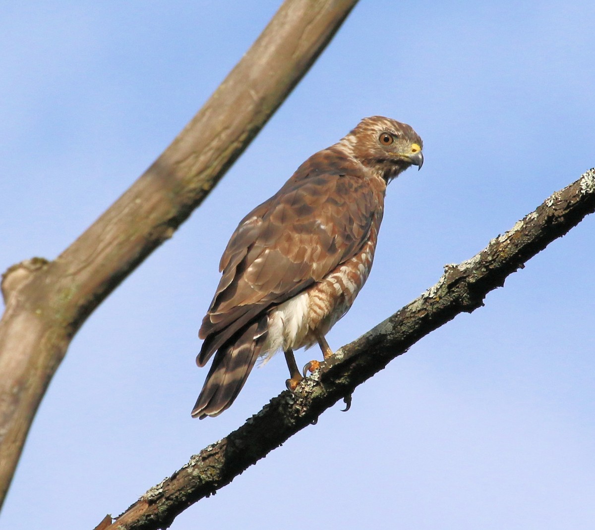 Broad-winged Hawk - ML614237225