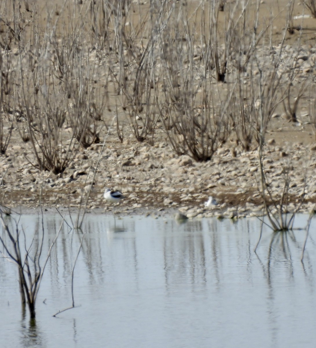 Avoceta Americana - ML614237243