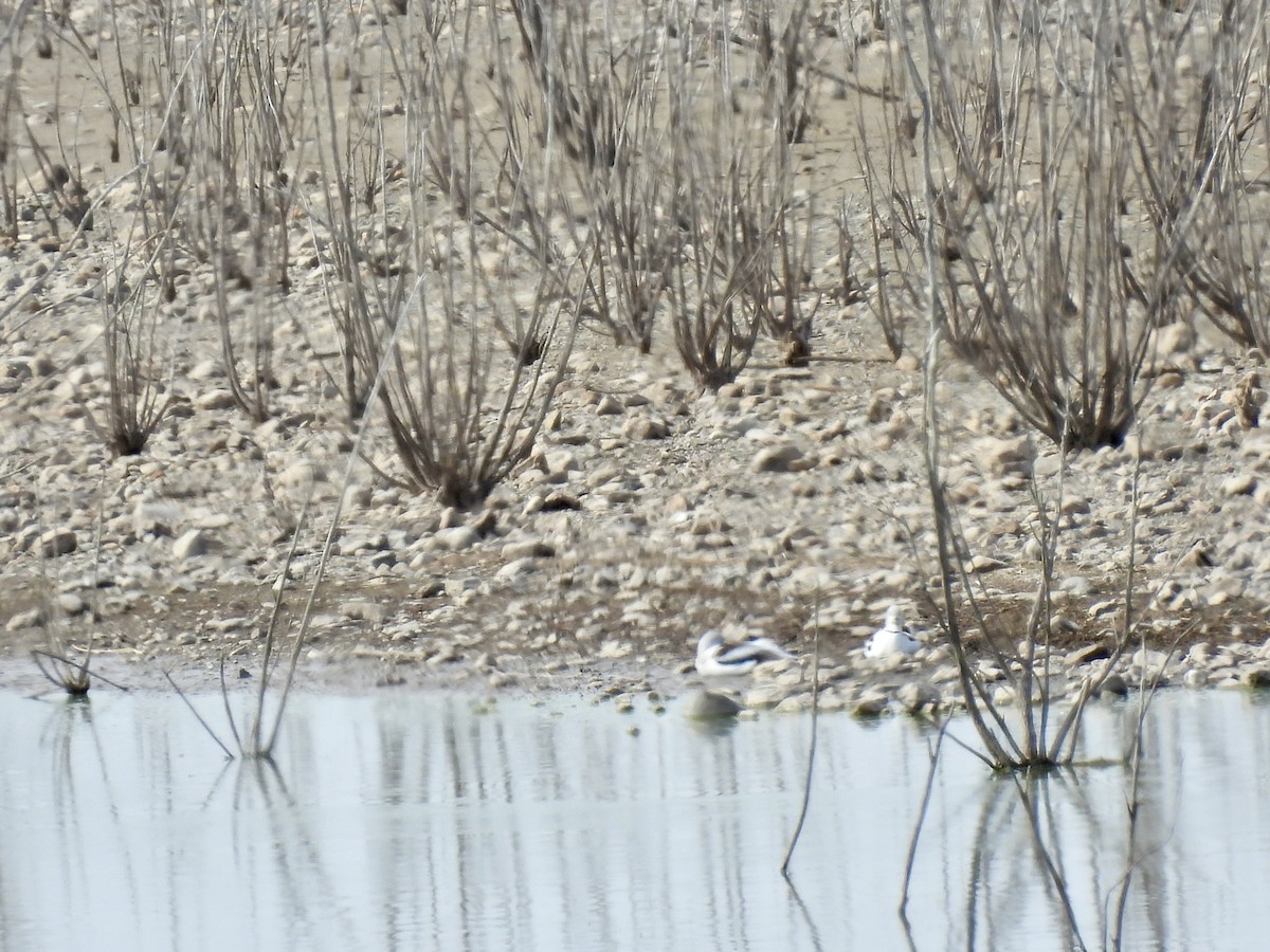 Avocette d'Amérique - ML614237244