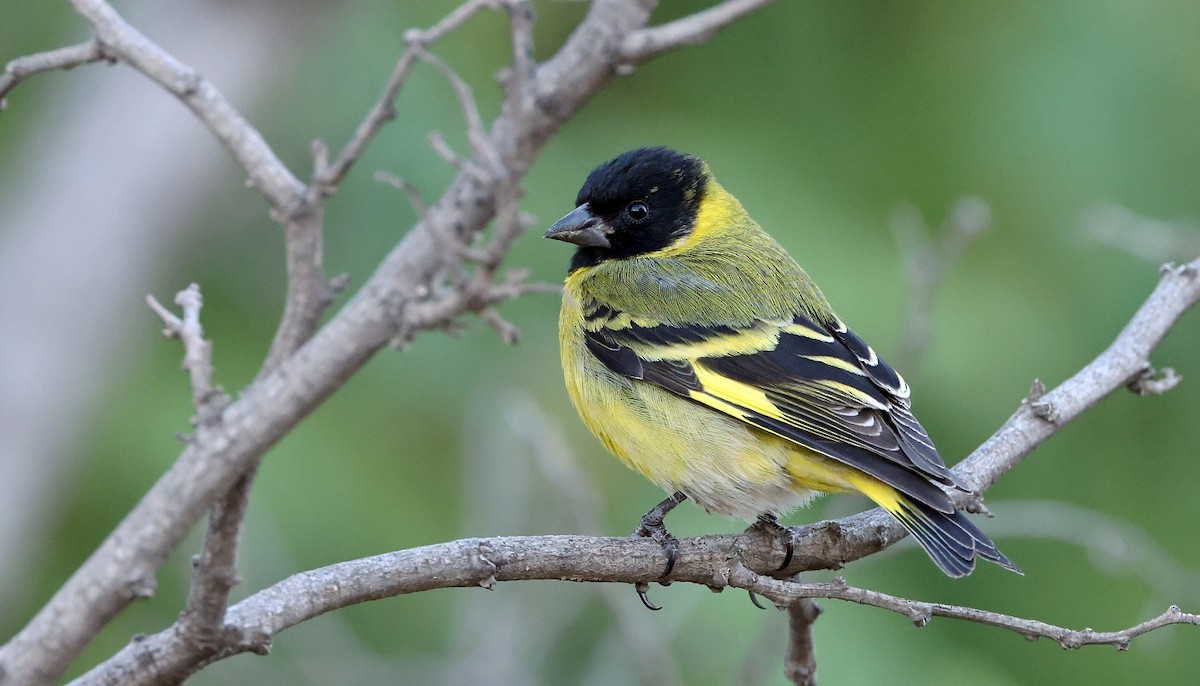 Hooded Siskin - ML614237280