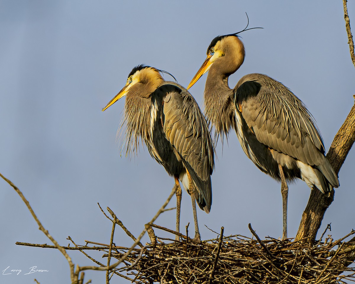 Great Blue Heron - Larry Brown