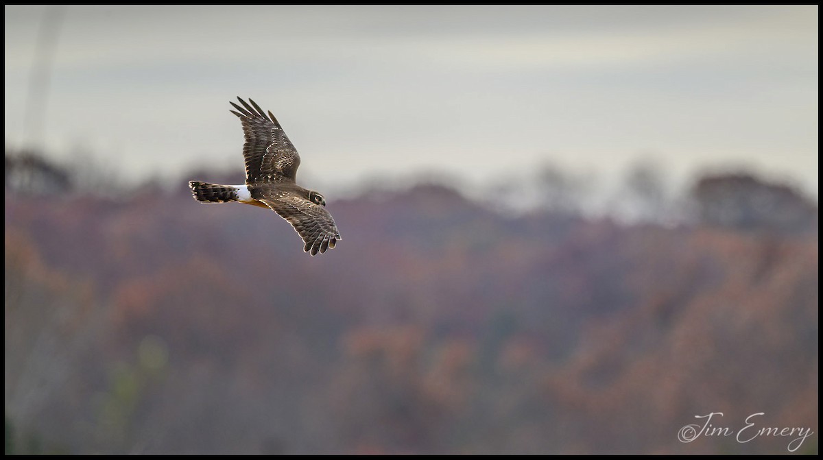 Northern Harrier - ML614237316