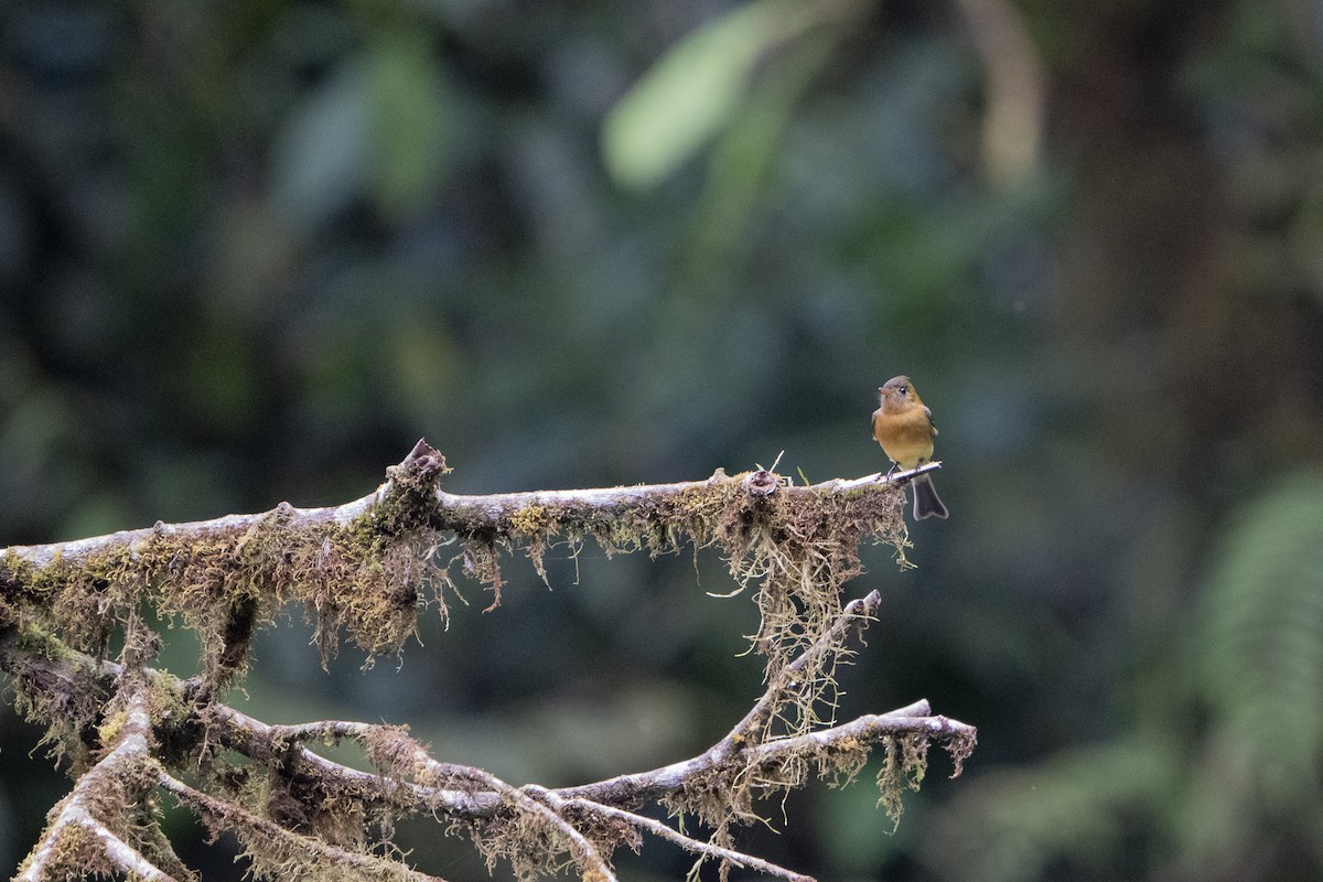 Tufted Flycatcher - ML614237380