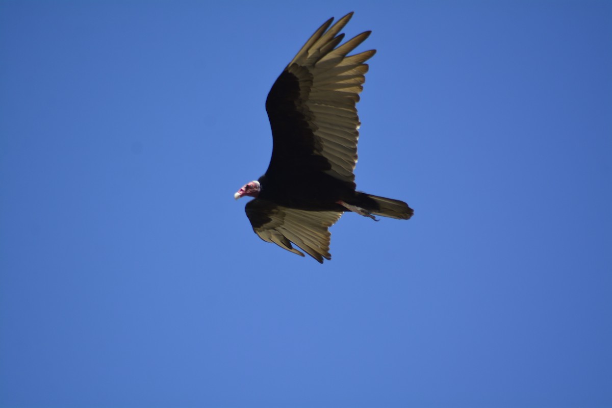 Turkey Vulture - ML614237434